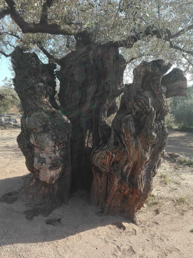La Mallada San Jorge  Екстериор снимка